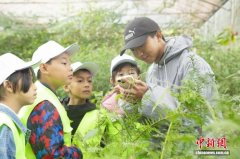 云南景东生态守护者群像：微光成炬护青